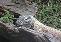 Picture Title - Komodo Dragon