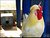 The Rooster