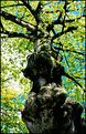 Picture Title - Árvore Sagrada