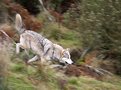 Picture Title - Wolf Running