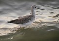 Picture Title - A Shorebird Plies the Waves...