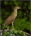 Picture Title - Black Crowned Night Heron-Immature