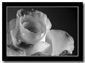 Picture Title - Rose In Black