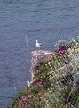 Picture Title - The alone Sea gull