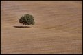 Picture Title - Tuscany Landscape