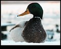 Picture Title - Duck