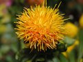 Picture Title - Safflower