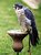 True Blue falcon