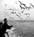 Picture Title - Gulls and Man