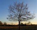 Picture Title - The Lonely Tree