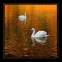 Picture Title - Passing Swans