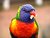 Rainbow Lorikeet