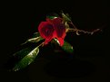 Picture Title - red rose