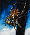 Picture Title - Hannibal