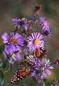 Picture Title - Monarch on New England Aster