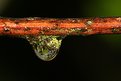Picture Title - A world inside a drop