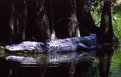 Picture Title - Let Sleeping 'Gators Lie......