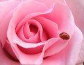Picture Title - the rose and the lady bug
