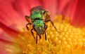 Picture Title - Green Fly