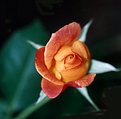 Picture Title - Orange Rose