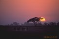 Picture Title - Sunset in Amboseli-II