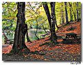 Picture Title - Seven Lakes - Tree, Leaf, Lake...