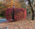 Picture Title - 'autumn light post;'