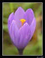 Picture Title - Azafran silvestre