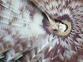 Picture Title - Magnificent Feather Duster Worm