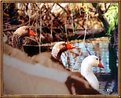 Picture Title - Geese