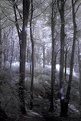 Picture Title - Lost in the Woods (IR)