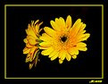 Picture Title - yellow