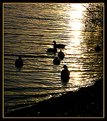 Picture Title - ducks in the sun