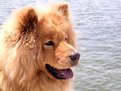 Picture Title - Lua