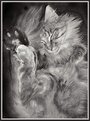 Picture Title - Il mio maine coon