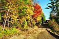Picture Title - Fall Colours