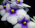 Picture Title - Violets