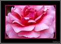 Picture Title - Rose - 2022