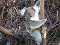 Picture Title - koala at warrawong