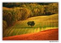 Picture Title - Magia della val d'Orcia