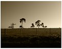 Picture Title - sepia sky