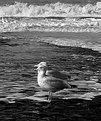 Picture Title - Seagull (2)