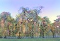 Picture Title - Pastel Willows