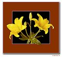 Picture Title - Asiatic Lily  - 201