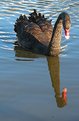 Picture Title - Long Necked Swan