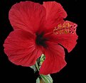 Picture Title - Hibiscus