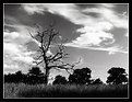 Picture Title - The Tree