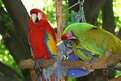 Picture Title - Parrots at Grants Farm