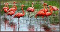 Picture Title - Flamingo Nudist Camp