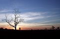 Picture Title - sunset tree
